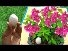 Best Free Fertilizer For Any Plants 3 Easy Ways To Use Eggshell In Gardening Youtube Fertilizer Egg Shells Plants