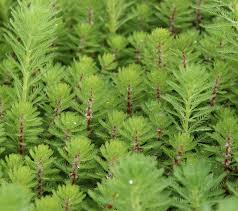 Image result for Haloragaceae