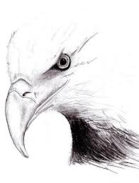 American Eagle By Peter Landis Eagle Drawing Beauty Art Drawings Eagle Sketch