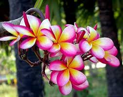 Plumeria Paradise