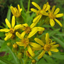 Image result for Senecio sp.no.3