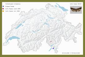 Image result for Telechrysis tripuncta