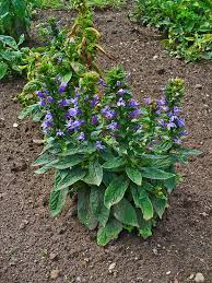 Image result for Lobelia minutula