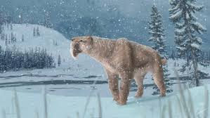 Saber tooth tiger ice age 1. Canada S First Sabre Toothed Cat Fossil Found In Medicine Hat Cbc News