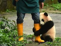 See panda stock video clips. Create Meme Panda Panda Bear Funny Panda Pictures Meme Arsenal Com