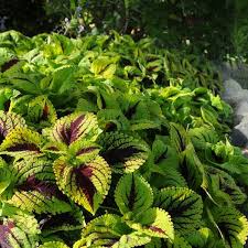 Image result for Coleus tetragonus