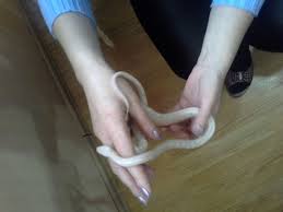 We did not find results for: Sarpe De Porumb Albino Animale Cu Sange Rece Albmirela