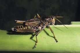 If your garden is infested and the biological controls are overwhelmed, va tech recommends that the homeowner use either organic controls or. Plant Damage From Grasshoppers