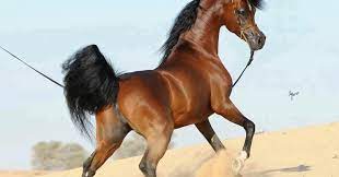 بحر المعلومات كل يوم معلومات ثقافية وتاريخية وعلمية واجتماعية الخيـل العـربيـه الاصيــلـه ألـوانـها أنـواعهـا أصـواتهـا معلومات كاملة