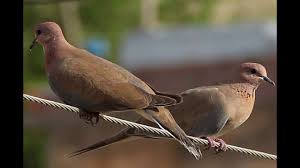 Kumru Sesi Streptopelia Decaocto Sound Youtube