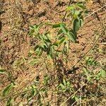 Image result for Helinus