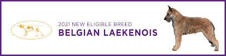 The westminster dog show 2021 is on schedule, and people worldwide can't wait to catch it. Die Westminster Dog Show 2021 Heisst Neue Rassen Willkommen Haustiere Welt