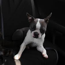 Our boston's will come with a written health guarantee…. Boston Terrier Colors All About The Breed Pethelpful