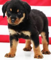 Explore 48 listings for black shih tzu puppies for sale uk at best prices. Rottweiler Black Puppy Off 54 Www Usushimd Com