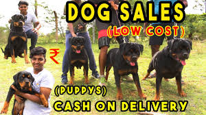 (scroll through to see breakdowns for each pricing type) purchase daily (most expensive) click here to. Puppy S And Dogs On Sales Puppy Price List Delivery Available Dog Sales Kennel Near Me At 1000 Youtube