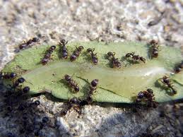 If you see trails of ants, place small containers of the mixture directly in their path. What Kind Of Ants Are In My House