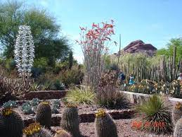 While staying in short term rentals in arizona, consider going to the corks and cactus event at the desert botanical gardens in phoenix. Corks And Cactus Wine Tasting Review Of Desert Botanical Garden Phoenix Az Tripadvisor