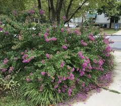 Crape myrtles are prized for their showy fall foliage and variety of flower colors including pink, red, white or purple. Small Flowering Trees For Small Yards Greenbelt Online