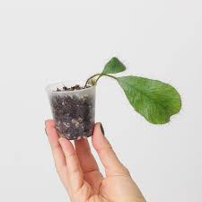 Image result for Elaphoglossum lastii