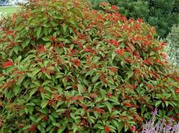 Image result for Hamelia patens