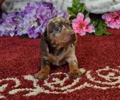 Black And Tan Dachshund Puppies For Sale Near Me Mini Dachshund Puppies For Sale Black Tan Doxie Breeder Short Hair Pups Dachshund Puppies Dachshund Puppies For Sale Dachshund Dog