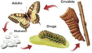 Vida Y Naturaleza Metamorfosis De Las Mariposas