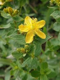 Image result for Hypericum humbertii