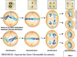 Cellsalive cell cycle worksheet answers. Meiosis Phase Worksheet Quizlet