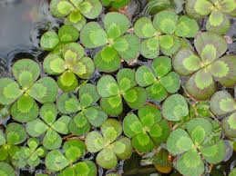 Image result for Marsilea nubica