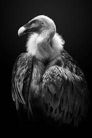 Vulture Null Animals Black And White Animals Wild Animal Photography