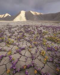 See all videos for this article. A Rare Desert Bloom In The Atacama Desert In Chile Natureisfuckinglit