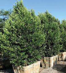Jardín inglés), is a style of landscape garden which emerged in england in the early 18th century, and spread across europe, replacing the more formal. Hedge Fun Phoenix Home Garden