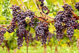 Aprovecha nuestra increíble tarifa plana de envíos en la península. Es Tiempo De Cosechar Uvas Preparate Para La Vendimia Alto Nivel