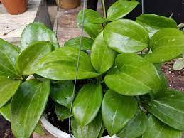 Merrill and was originally found at low altitude on trees on mindoro island. Hoya Merrillii Thick Curved Leaves Plants Plant Leaves Hoya Plants
