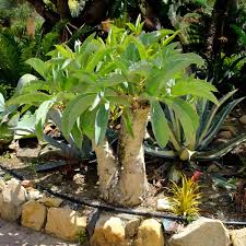 Image result for Cyphostemma zombense