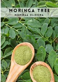 Image result for Moringa oleifera