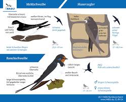 Vogel Bestimmen Leicht Zu Verwechseln Nabu Vogel Bestimmen Vogelkunde Vogelwelt