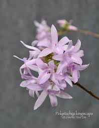 Image result for Polystachya leonardiana