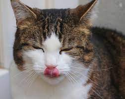 Die Katze Sabbert Ursachen Diagnose Santevet