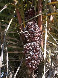 Image result for Raphia farinifera