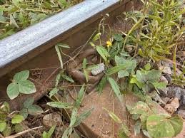 Image result for Vigna oblongifolia