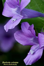 Image result for Barleria cristata