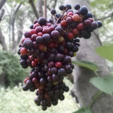 Image result for Ampelocissus africana