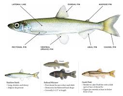 Baitfish Information Laws Rules Fishing Fishing
