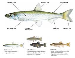 baitfish information laws rules fishing fishing