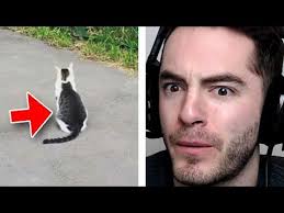 Maybe you would like to learn more about one of these? Yo Dawg I Heard You Like Cats Youtube