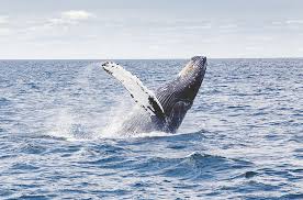 Whale 4k High Resolution Mac 1080p 2k 4k 5k Hd Wallpapers Free Download Wallpaper Flare 1920x1080 whales wallpapers wallpaper mac desktop 1920x1080. whale 4k high resolution mac 1080p 2k