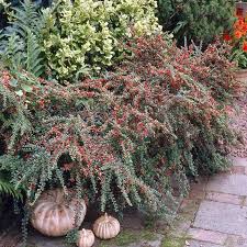 Image result for Cotoneaster