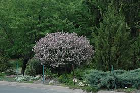 For starters, it blooms twice each year… Dwarf Korean Lilac Tree Form Syringa Meyeri Palibin Tree Form In Vancouver Victoria Burnaby Penticton Coquitlam British Columbia Bc At Gardenworks