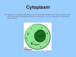 The cytoplasm function in a plant cell is almost similar to the cytoplasm function in an animal cell. Plant Cell Functions The Nucleus The Nucleus Is